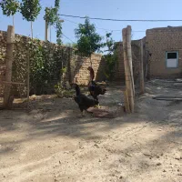 تخم لاری
