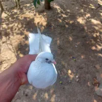 کبوتر غریب پاحلقه