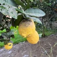 بالنگ|خوردنی و آشامیدنی|تولم شهر, |دیوار