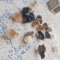 جوجه محلی