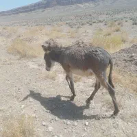 فروش خر