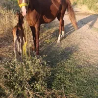 اسب|اسب و تجهیزات اسب‌سواری|مرند, |دیوار