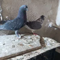 کبوتر