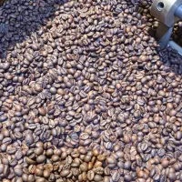 فروش دان قهوه رست شده به صورت کلی و جزئی