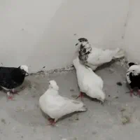 کبوتر
