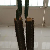 کاکتوس