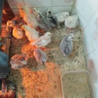 جوجه گلین طوسی
