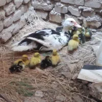 آوردک روسی باجوجه