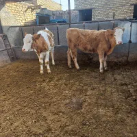 گوساله ماده جنس درجه یک یک