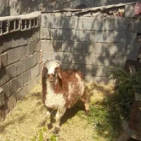 بره نر