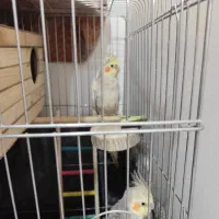 عروس هلندی مولد