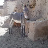 خرنریک سال ونیم الاغ اینده دار