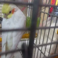 عروس هلندی