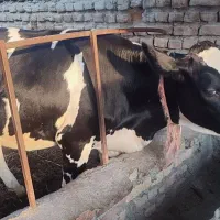 گاو تلیسه جوان