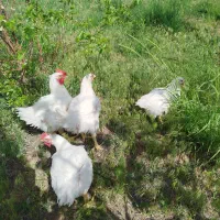 فروش مرغ گوشتی کاملاً ارگانیک