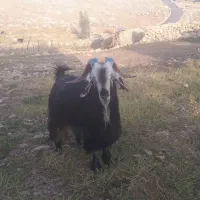 یک بعده داشتی برای فروش