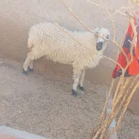 گوسفند وطنی