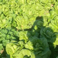 کاهو فله سوپر حراج