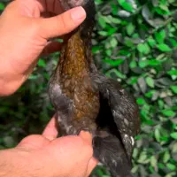 جوجه لاری تاجمهر اصیل