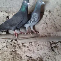 کفتر
