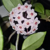 گل زیبا و خوش بو