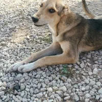 سگ نگهبان