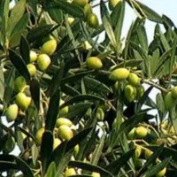 زیتون سبز