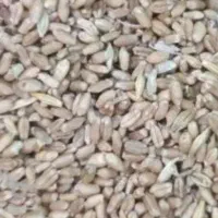 گندم|لوازم جانبی حیوانات|بندر ترکمن, |دیوار