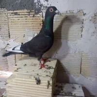 دوتا نامه بر
