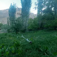 زمین ۷۰۰ متری خوب و دنج نزدیک تهران