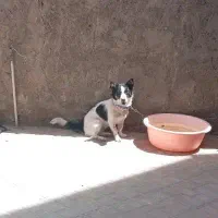 سگ دهن پاک تر تمیز زرنگ