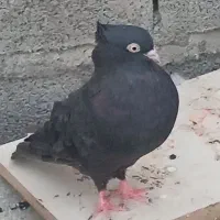 زاغ