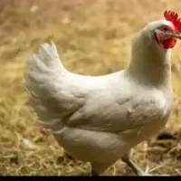 فروش تعدادی مرغ و خروس .جوجه محلی