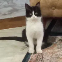 اوقات فراقت وسرگرمی