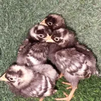 فروش جوجه کارتنی و تعدادی