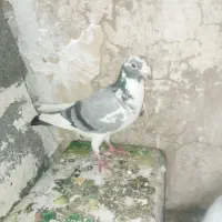 قره|پرنده|شیراز, جوادیه|دیوار