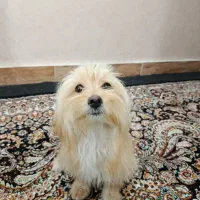 تریر ۹ماهه
