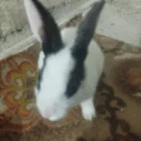 خرگوش شیر خار و سبزی می خورد