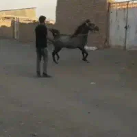 سواری کره صفر تاصد