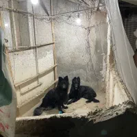 ژرمن بلک ماده