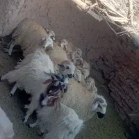 بره زنده