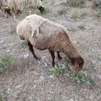 میش چاق جوان جهت کشتار