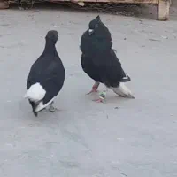 کفتر  کله سینه  جونه  قلدر  زاغ دم سفید