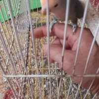 طوطی  برزیلی  یکسال فول دستی۲ تومن