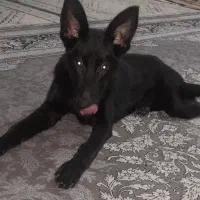سگ ژرمن بلک سالم فروشی