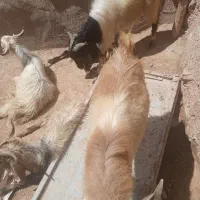بزغاله نریکساله هم برانسل کشی هم براقربانی