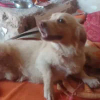 سگ پاکوتاه