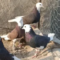 جفت 1 تومن|پرنده|هامون, |دیوار