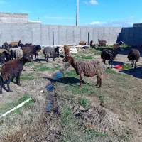 ۱۰راس میش بره دار برها خرج خور