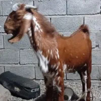 بزچپشت فروشی